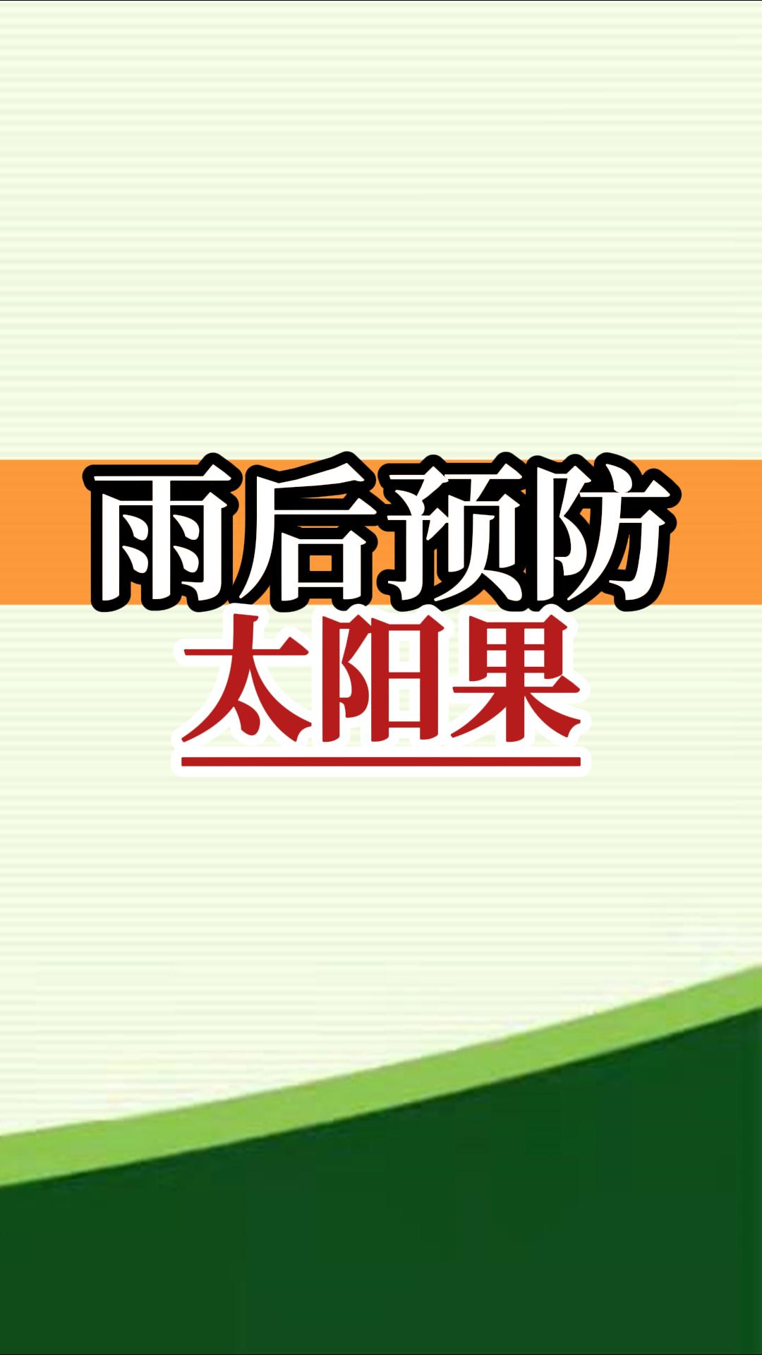 雨后高溫柑橘更易曬傷，及時(shí)管理預防太陽(yáng)果