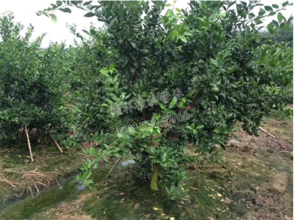 別人果園落果慘重，為何她的果園黃蒂落果少？