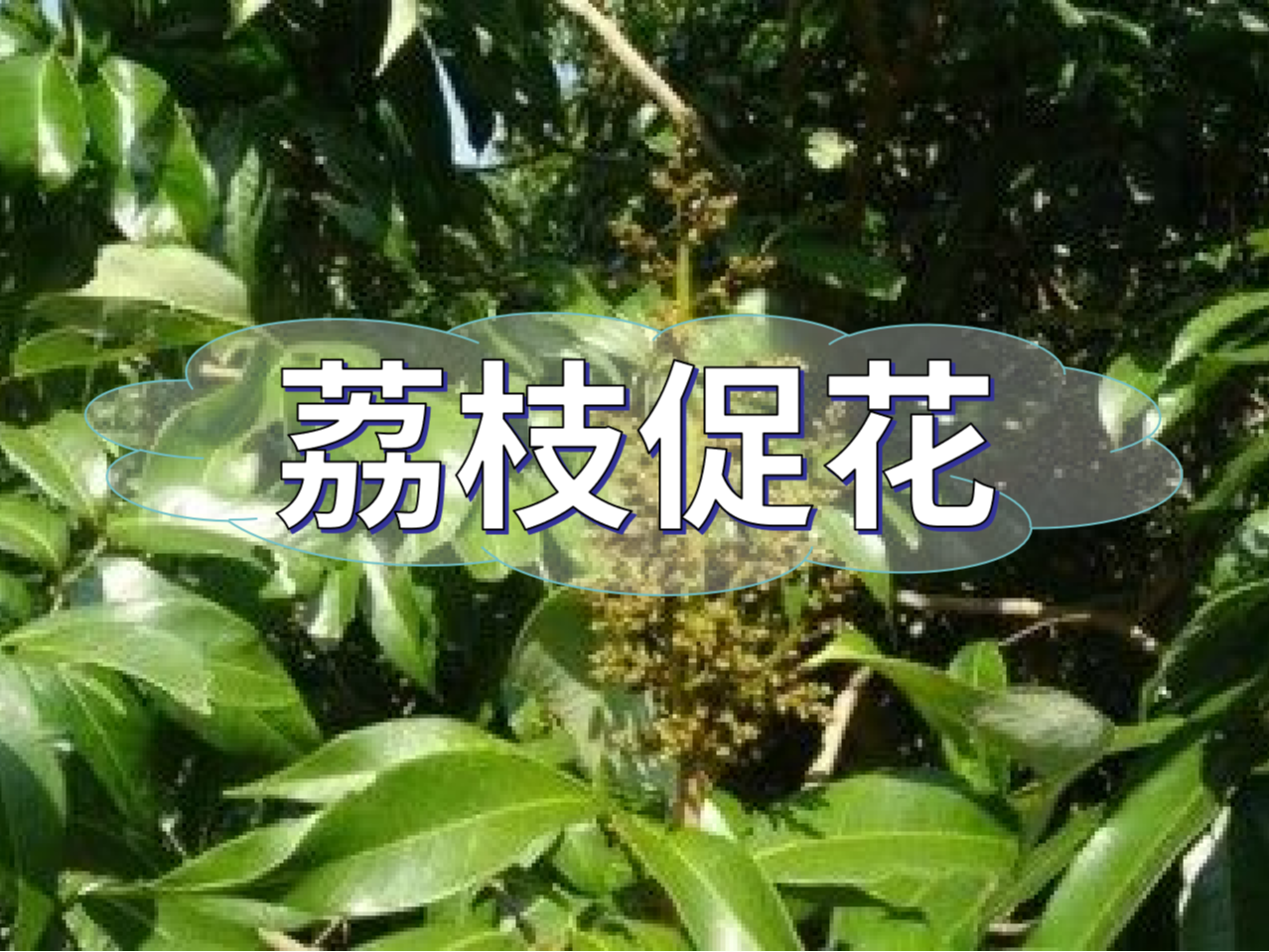 早熟荔枝，開(kāi)始促花啦！