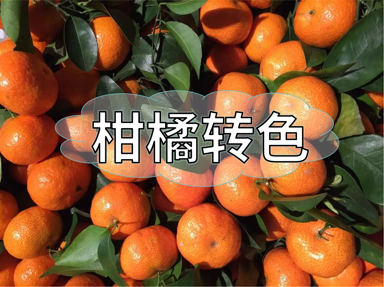柑橘轉色增甜管理，現在就開(kāi)始了