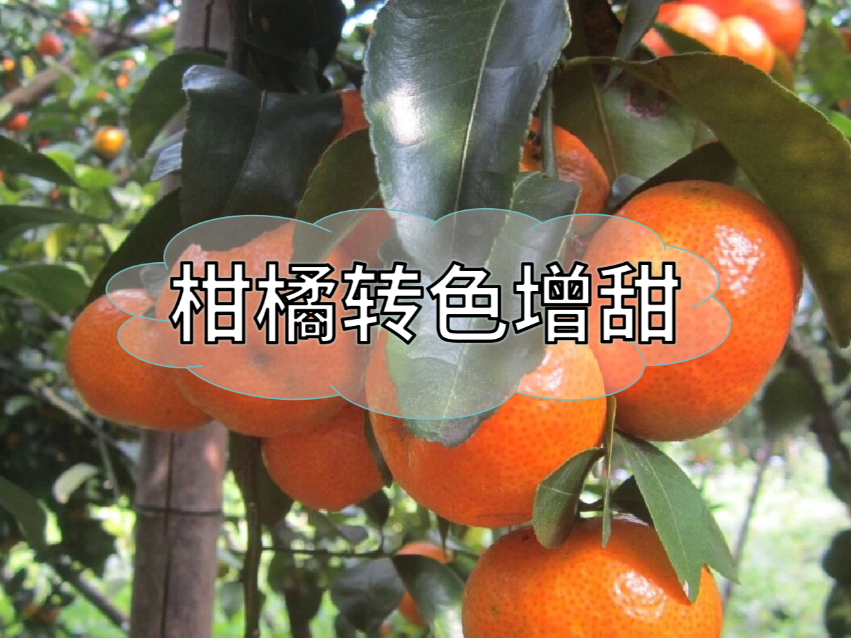 柑橘轉色增甜，這個(gè)方案簡(jiǎn)單又好用