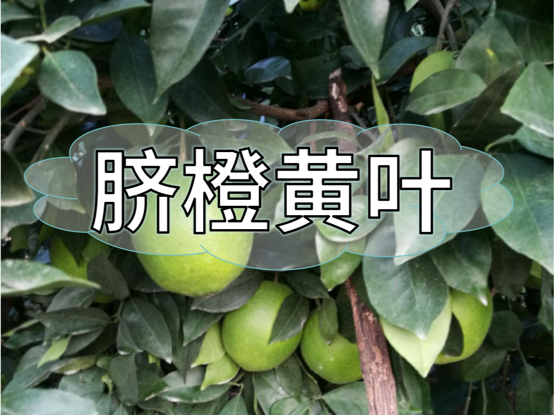 臍橙缺素黃葉越來(lái)越多，如何預防和補救