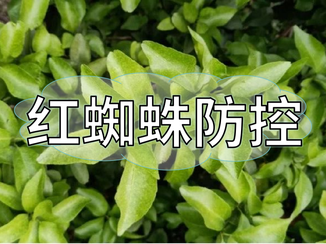 秋梢期紅蜘蛛發(fā)生快為害重,現在做好防控才能保產(chǎn)量
