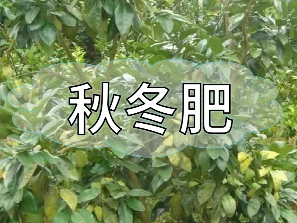 采后秋冬肥，有幾大問(wèn)題需要農戶(hù)朋友們注意