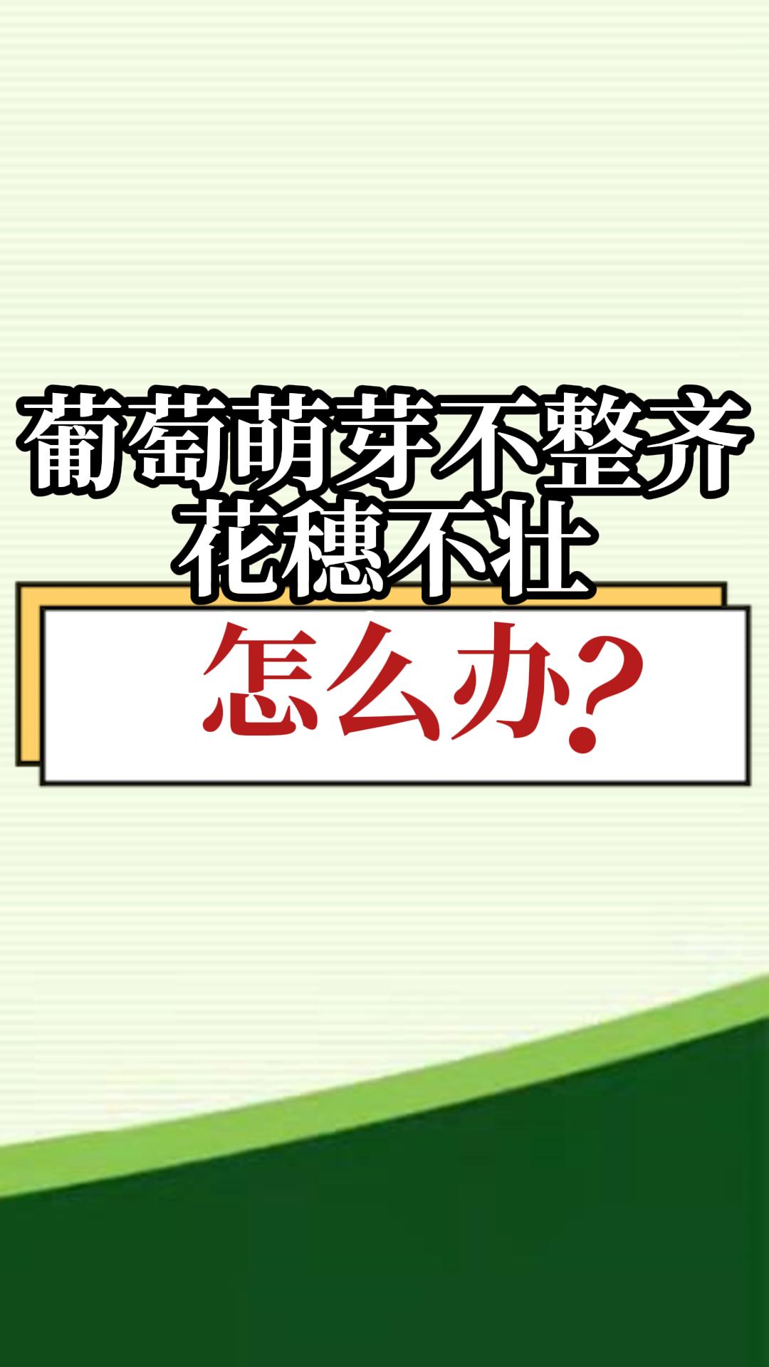葡萄萌芽不整齊，花穗不壯，怎么辦？