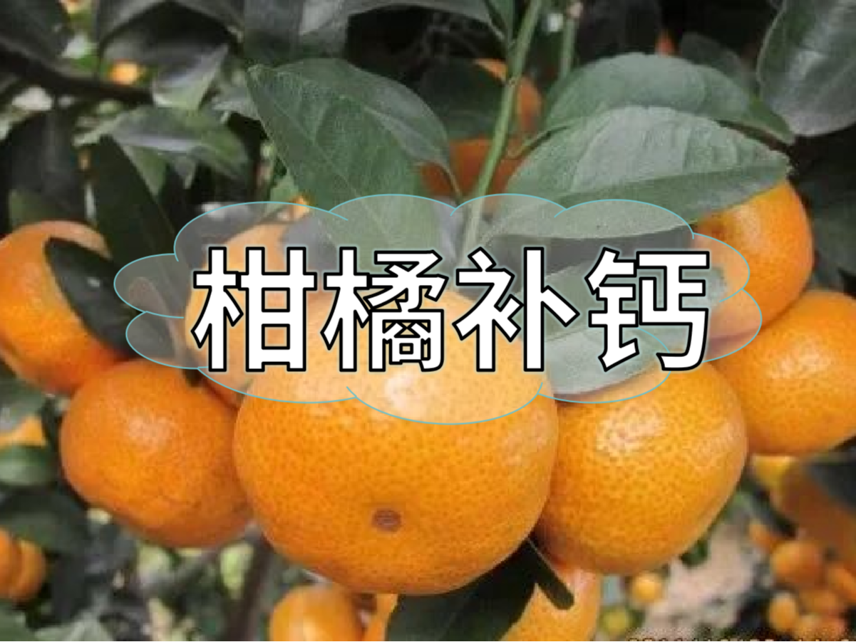 柑橘第三次補鈣關(guān)鍵期，決定果實(shí)品質(zhì)在這時(shí)