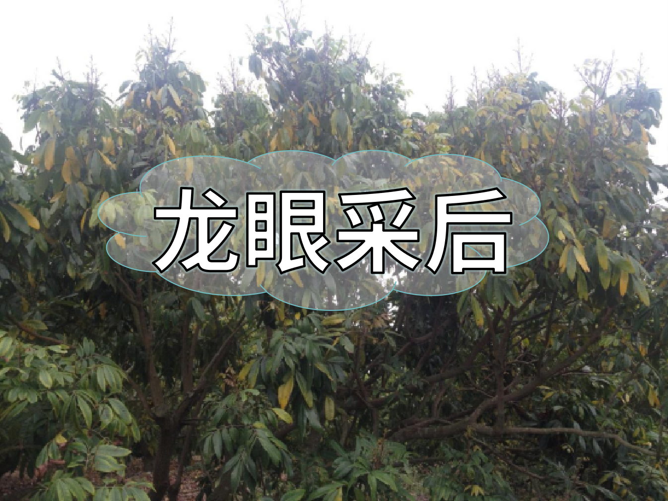 龍眼采摘后，做好保樹(shù)工作，預防大小年