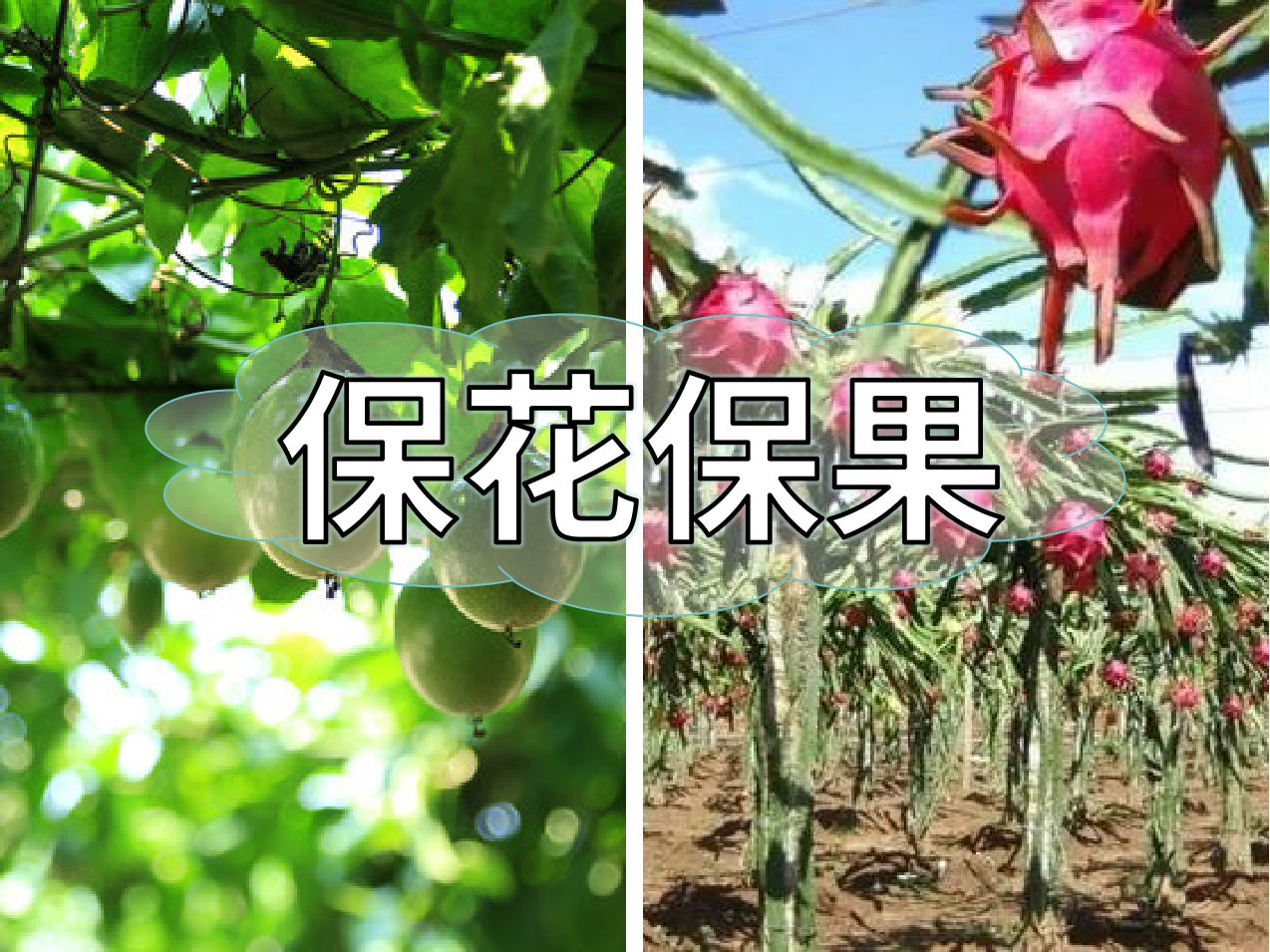 百香果、火龍果連續開(kāi)花坐果期促花保果怎么做？