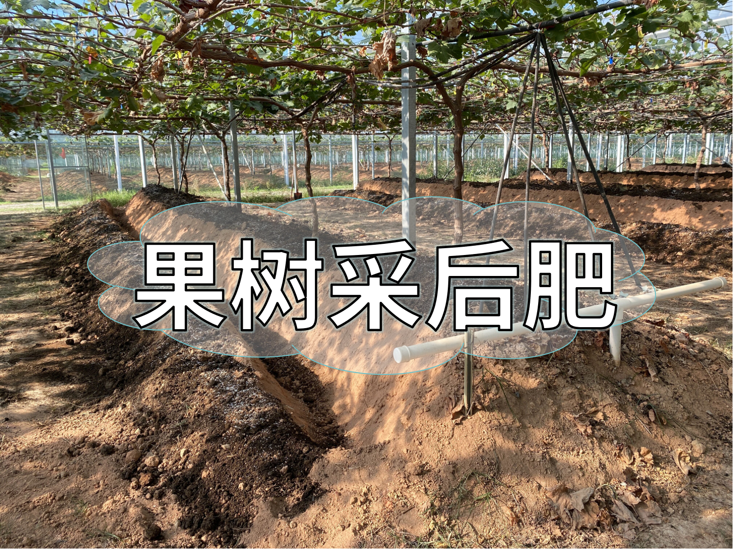 果樹(shù)采后肥這樣下，明年穩產(chǎn)豐產(chǎn)