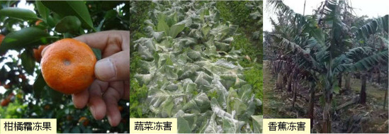 讓作物安全過(guò)冬的實(shí)用小妙招，速看