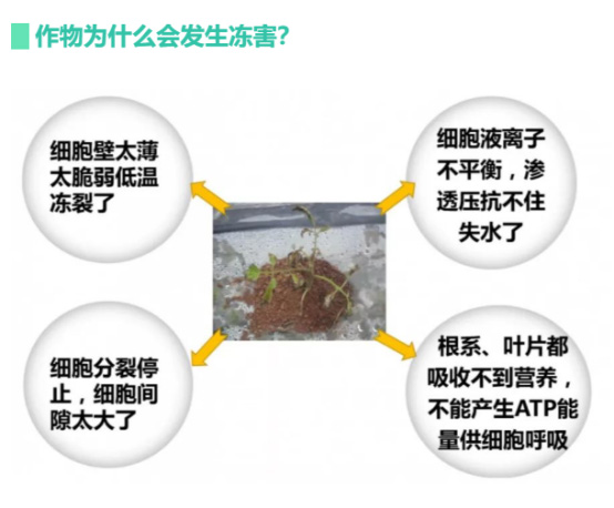 讓作物安全過(guò)冬的實(shí)用小妙招，速看