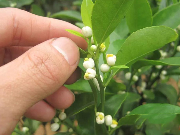 沃柑茂谷柑來(lái)花多要疏花，促花工作就不做了，小心花多不壯