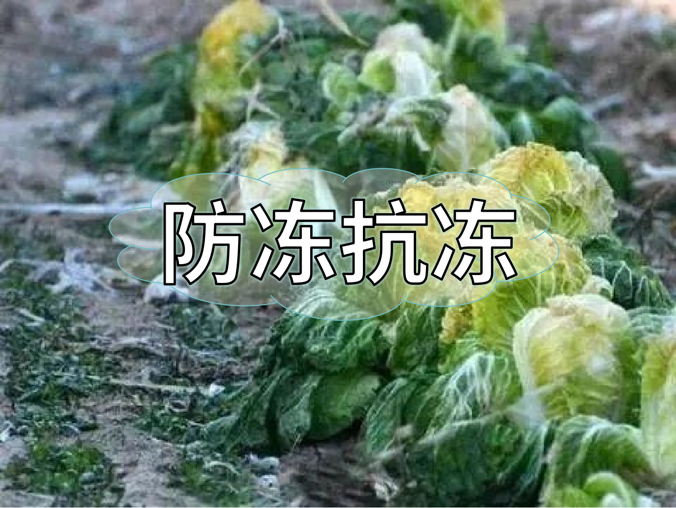 作物防凍提前做起來(lái)，減損增效有妙方