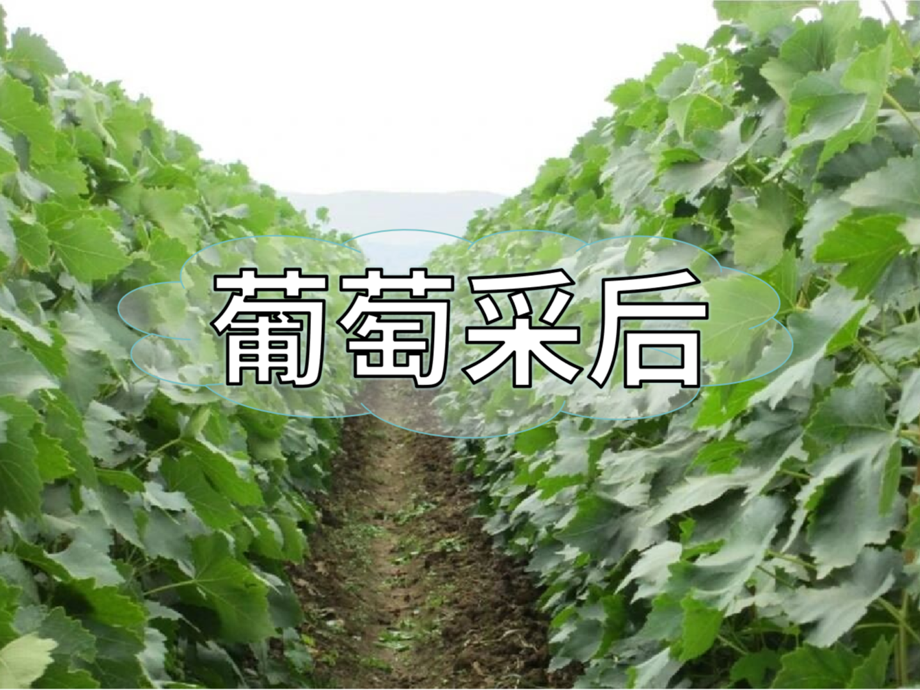 葡萄采后棄管問(wèn)題大，有效管理這樣做