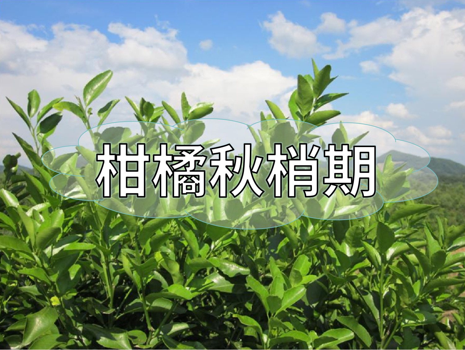 柑橘放秋梢、膨果、促花如何同時(shí)進(jìn)行？