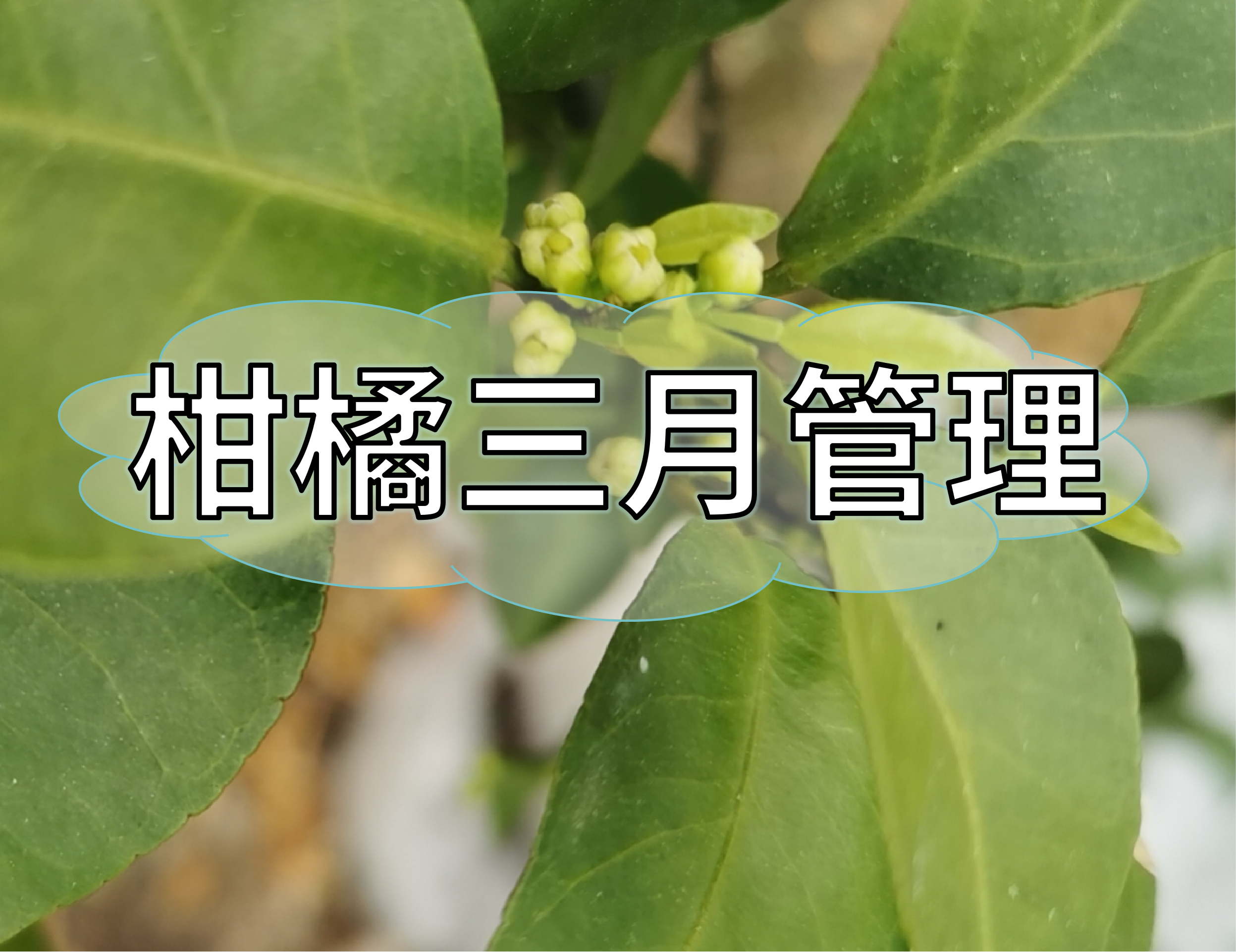 三月柑橘管理核心：促根、健樹、壯花