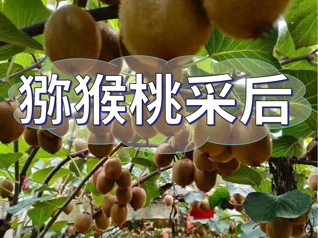 獼猴桃采后做好3點(diǎn)，來(lái)年繼續大豐收