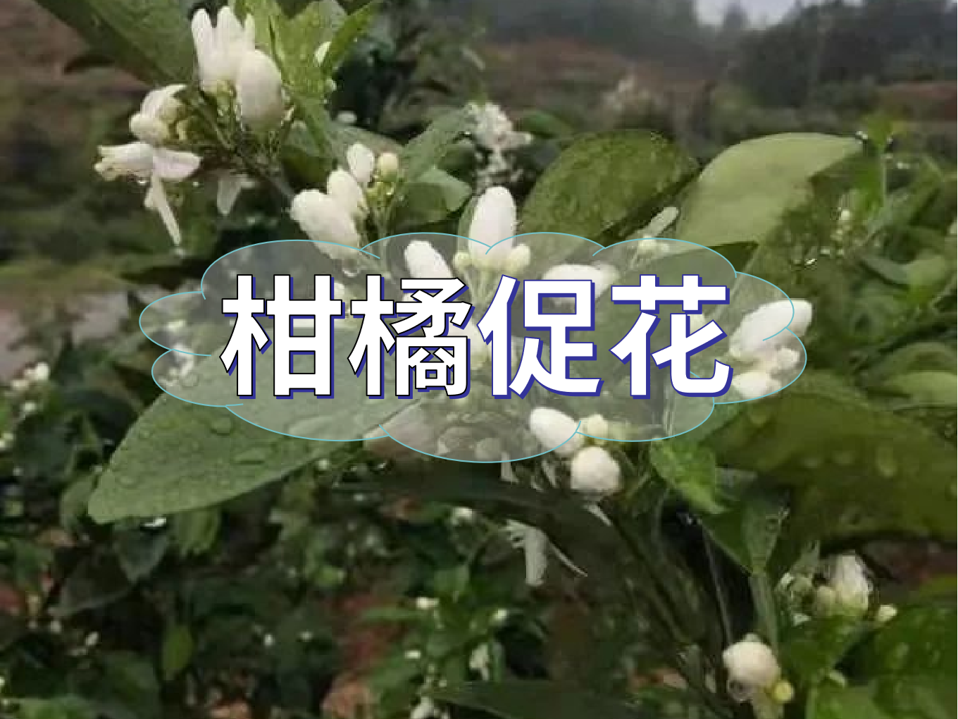 柑橘促花三要領(lǐng)，促進(jìn)優(yōu)質(zhì)花的形成