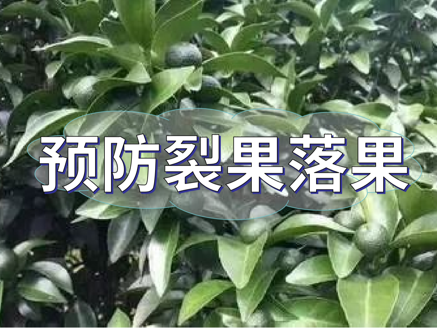 柑橘落果裂果高峰期，要先預防