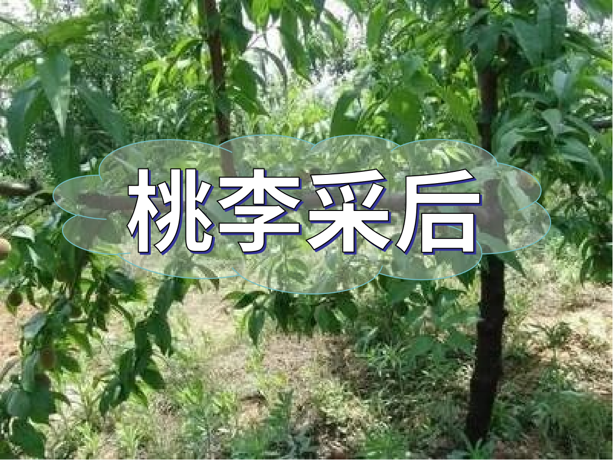 桃李等保好來(lái)年產(chǎn)量，得從秋梢做起