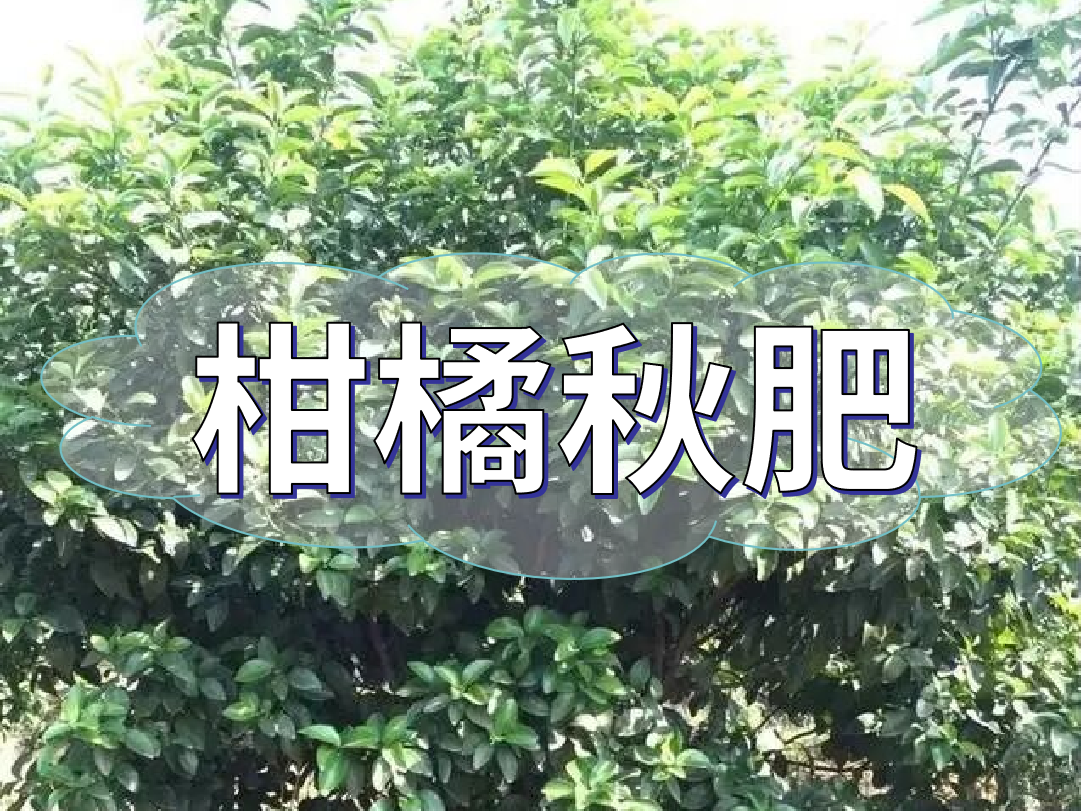 柑橘秋肥用得好產(chǎn)量不會(huì )少！怎么施？