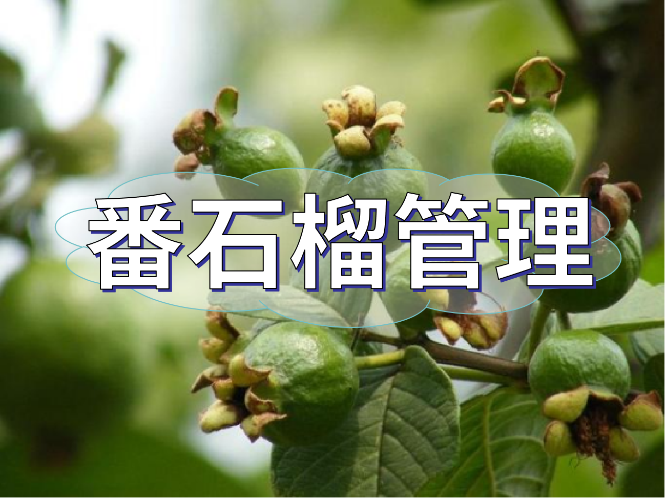 番石榴花少果少，連續開(kāi)花坐果期這套方案提高產(chǎn)量