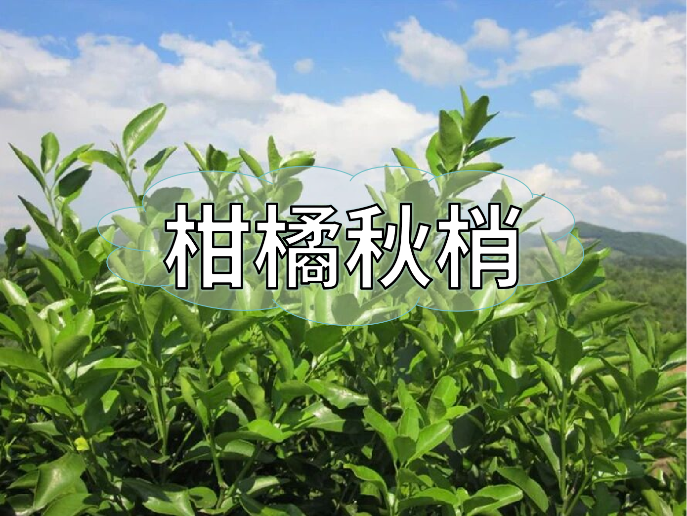 柑橘秋梢不老熟？別慌！這樣促熟保豐收