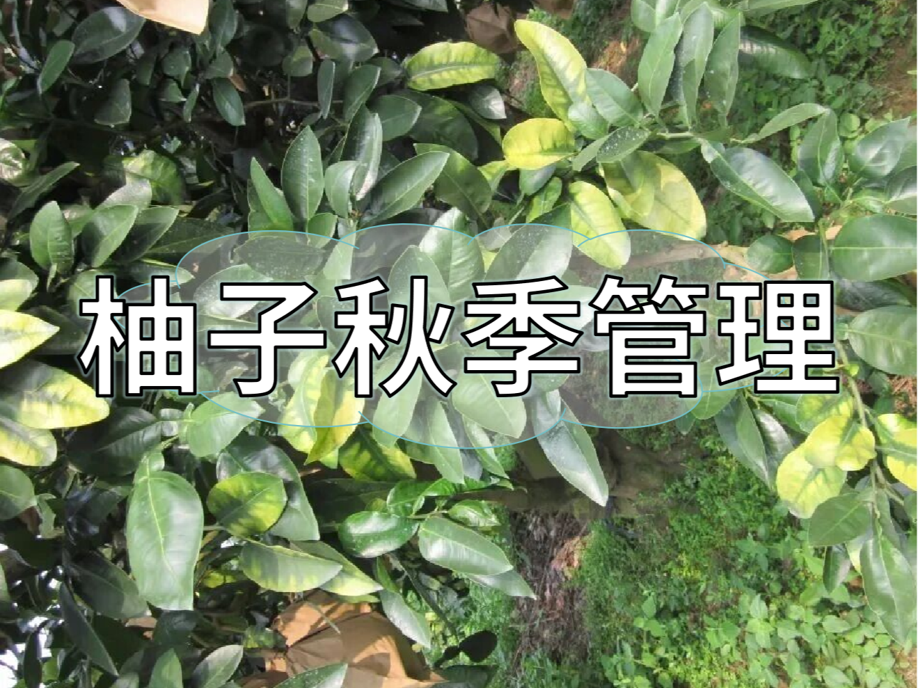 柚子采前增甜提質(zhì)、采后養樹(shù)促花，兩步搞定