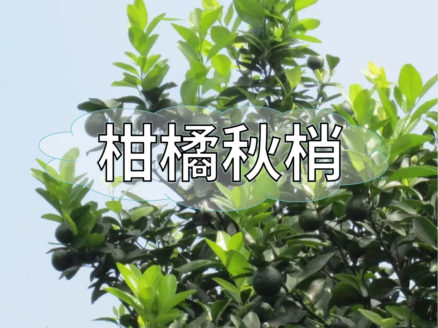 <i style='color:red'>柑橘秋梢</i>管理痛點(diǎn)，三招培育健壯結果母枝