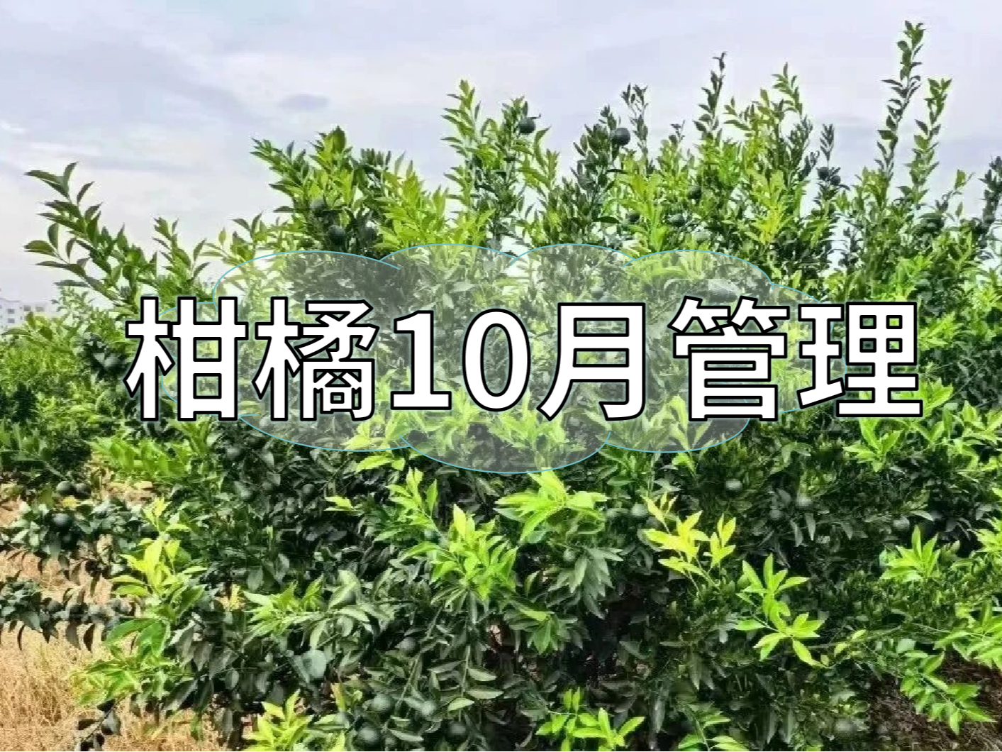 柑橘10月管理：秋梢老熟、促著(zhù)色、促花芽分化