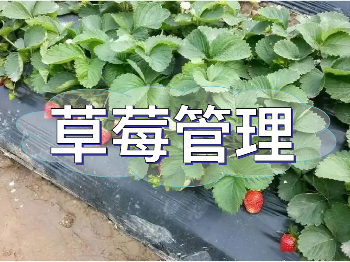 這樣做讓你的草莓品質(zhì)好，產(chǎn)量高！