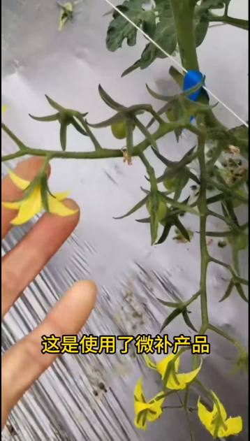 微補營養(yǎng)又淋又噴，圣女果花又粗又壯，非常漂亮