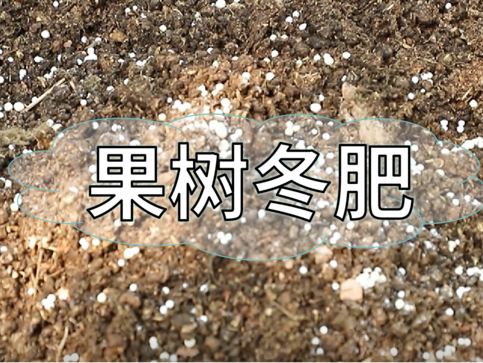 果樹(shù)冬肥要巧施，這樣施肥省錢(qián)又有效