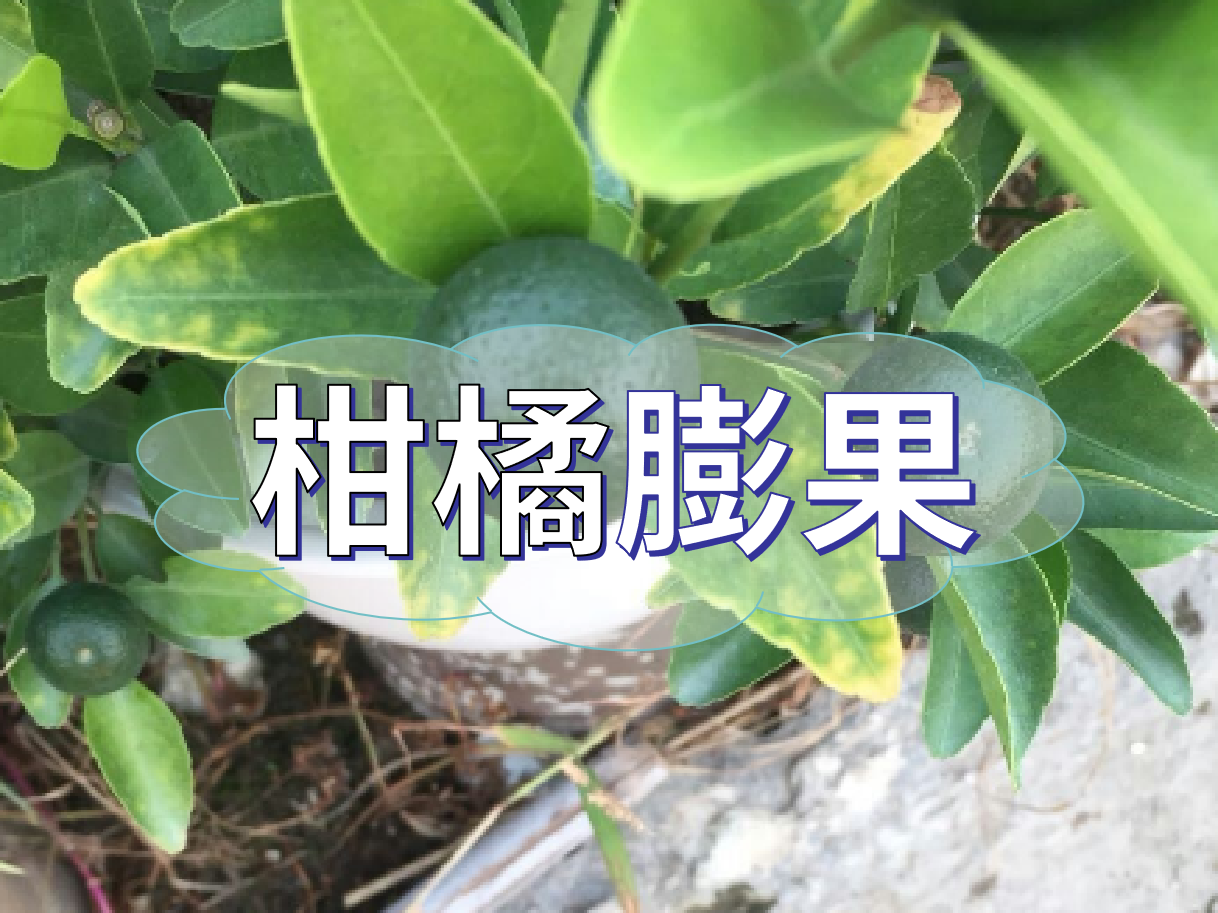 柑橘膨果慢？膨果并非多補鉀這么簡(jiǎn)單！