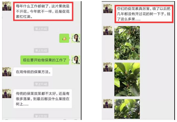 秋梢期，柑橘果農都在做這件事……