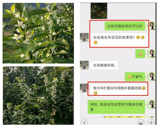 秋梢期，柑橘果農都在做這件事……