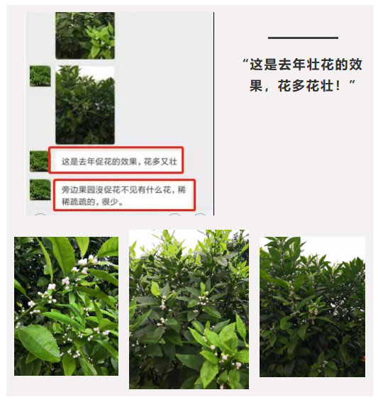 秋梢期，柑橘果農都在做這件事……