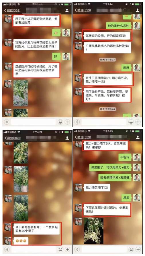 荔枝園連年高產(chǎn)，秘訣在這里