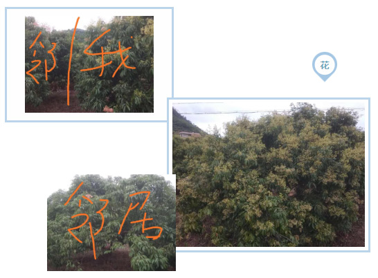 荔枝園連年高產(chǎn)，秘訣在這里