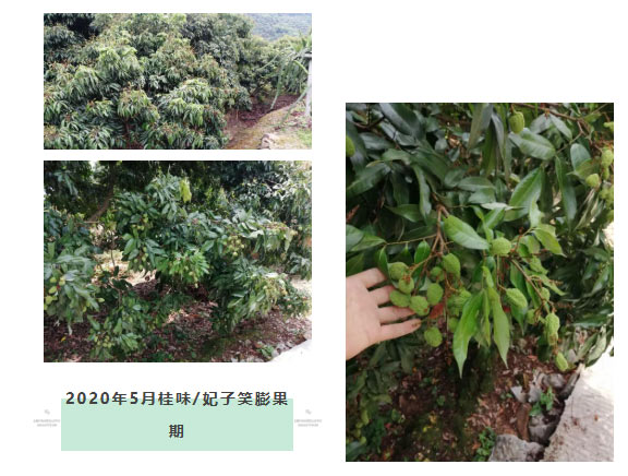荔枝園連年高產(chǎn)，秘訣在這里