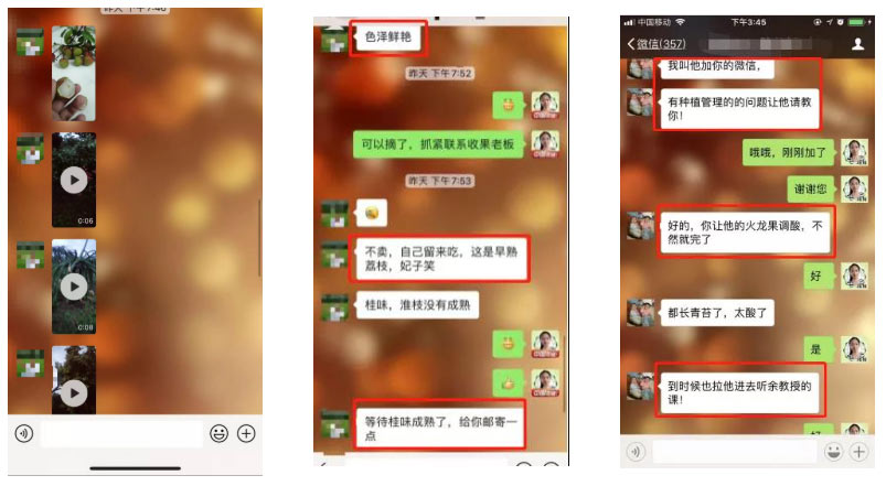 荔枝園連年高產(chǎn)，秘訣在這里