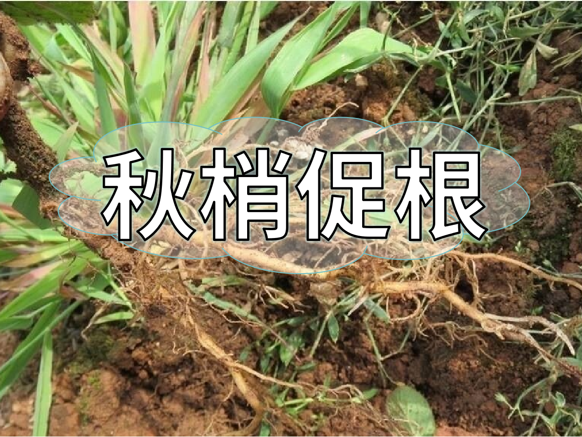 秋季促梢壯梢忙，促根養根才是第一步