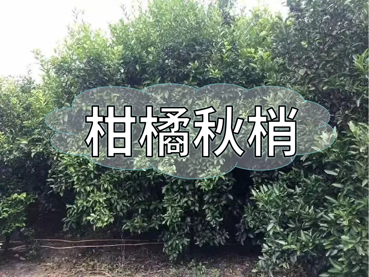 <i style='color:red'>柑橘秋梢</i>老熟期，抓好重點(diǎn)穩今年，保明年